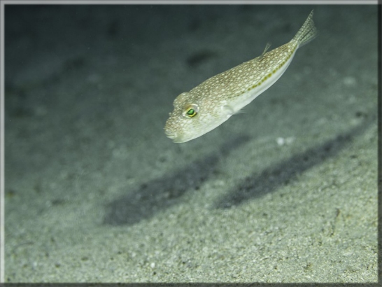 Gefleckter Kugelfisch (Torquigener flavimaculosus); Brennweite 50 mm; Blende 4,0; Belichtungszeit 1/80; ISO200; Bildnummer 20130921_0369A1210079_1