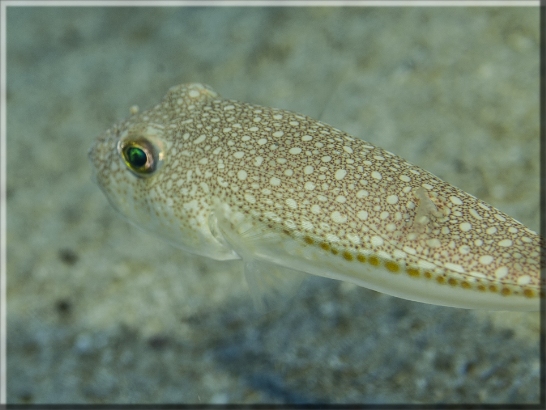 Gefleckter Kugelfisch (Torquigener flavimaculosus); Brennweite 50 mm; Blende 4,0; Belichtungszeit 1/100; ISO100; Bildnummer 20130921_0370A1210081_1