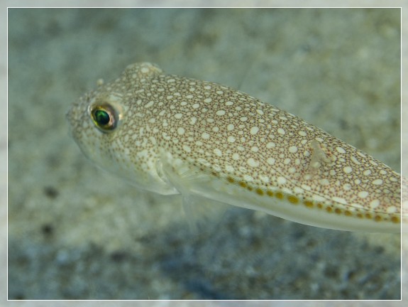 Gefleckter Kugelfisch (Torquigener flavimaculosus) Bildnummer 20130921_0370A1210081_1