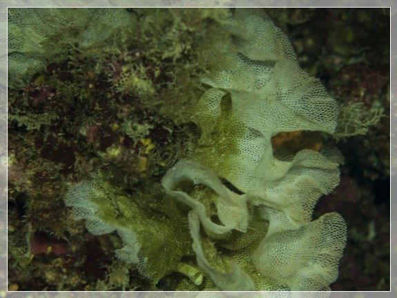 Neptunschleier (Reteporella grimaldii) Bildnummer 20130922_0403A1220144_1