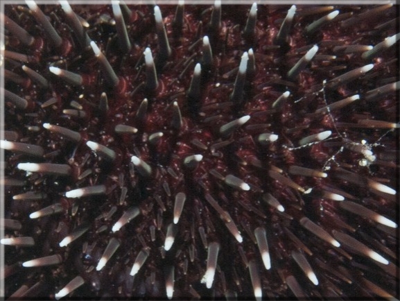 Violetter Seeigel (Sphaerechinus granularis); Brennweite 50 mm; Blende 16,0; Belichtungszeit 1/100; ISO 100; Bildnummer 20110917_0409A1176372 Violetter Seeigel (Sphaerechinus granularis); Brennweite 50 mm; Blende 16,0; Belichtungszeit 1/100; ISO 100; Bildnummer 20110917_0409A1176372