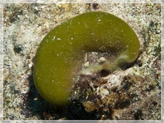 Krustenförmige Grünalge (Codium corallioides) Bildnummer 20110917_0414A1176377