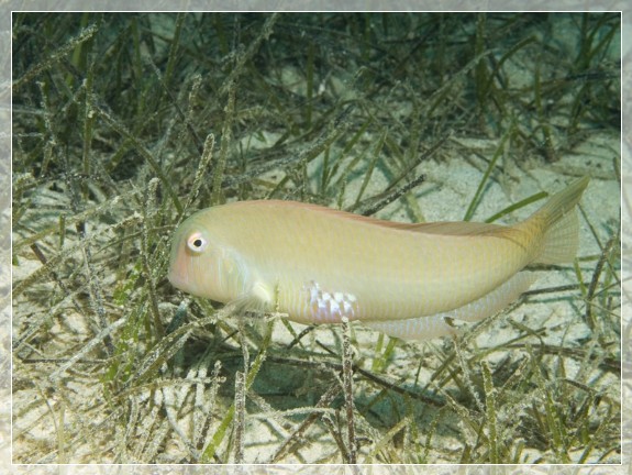 Schermesserfisch (Xyrichthys novacula) Bildernummer 20090908_0421A1089406