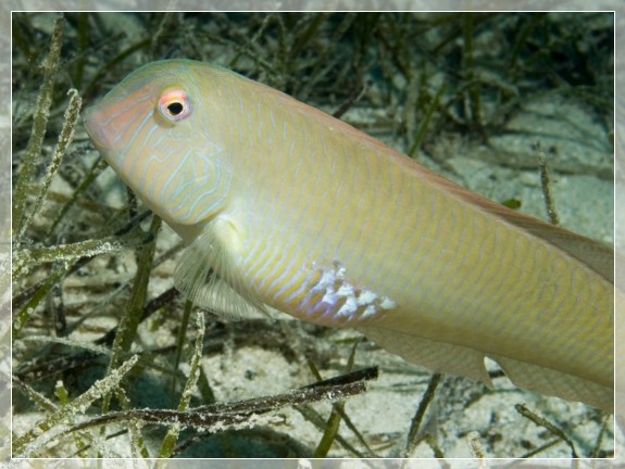 Schermesserfisch (Xyrichthys novacula) Bildernummer 20090908_0422A1089407