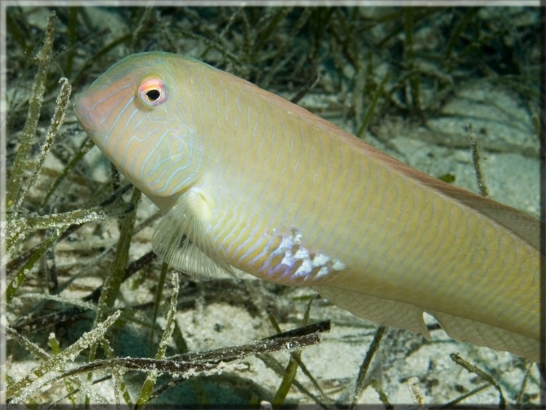 Schermesserfisch (Xyrichthys novacula); Brennweite 50 mm; Blende 13,0; Belichtungszeit 1/100; ISO 160; Bildnummer 20090908_0422A1089407