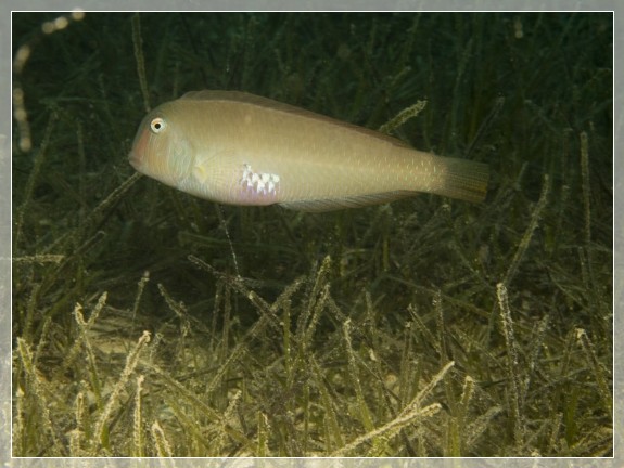 Schermesserfisch (Xyrichthys novacula) Bildernummer 20090908_0423A1089408