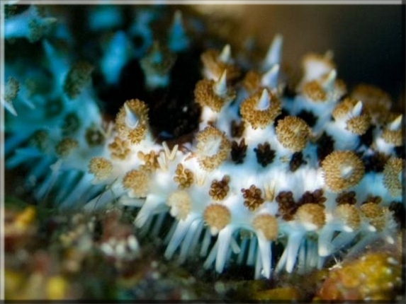 Dornenseestern (Coscinasterias tenuispina); Brennweite 50,0 mm; Blende 2,0; Belichtungszeit 1/160; ISO 100; Bildnummer 2009433A1099451