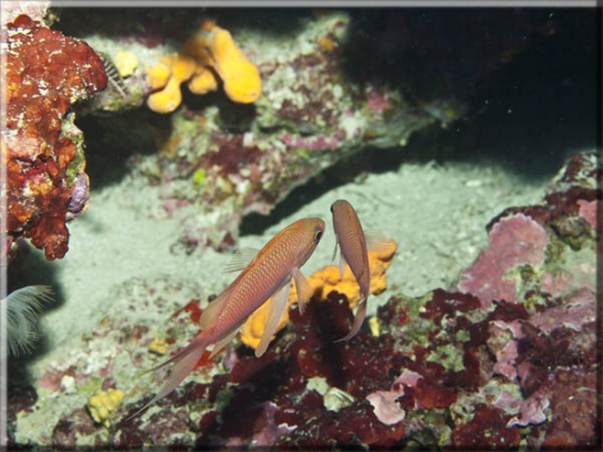 Roter Fahnenbarsch (Anthias anthias) oder Mittelmeer-Fahnenbarsch Brennweite 50 mm; Blende 7,1; Belichtungszeit 1/100; ISO100; Bildnummer 20100911A1113097