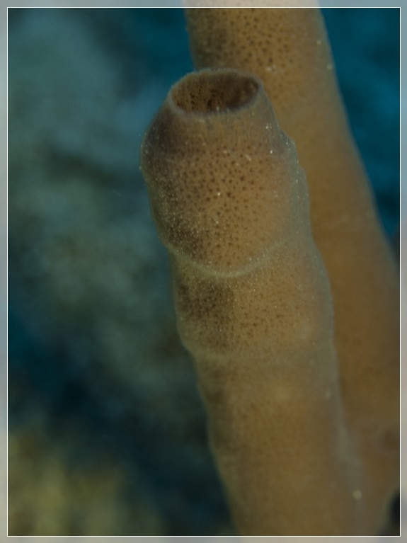 Kolonie-Siphonschwamm (Callyspongia siphonella) Bildnummer 20130925_0460A1250242_1