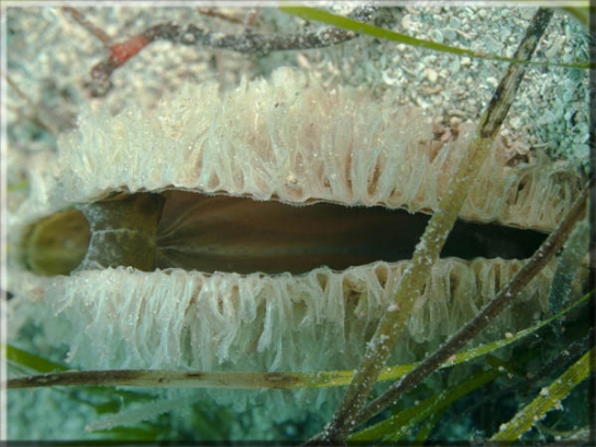 Große Steckmuschel (Pinna nobilis); Brennweite 50 mm; Blende 8,0; Belichtungszeit 1/100; ISO 100; Bildnummer 20100911_511A1113201