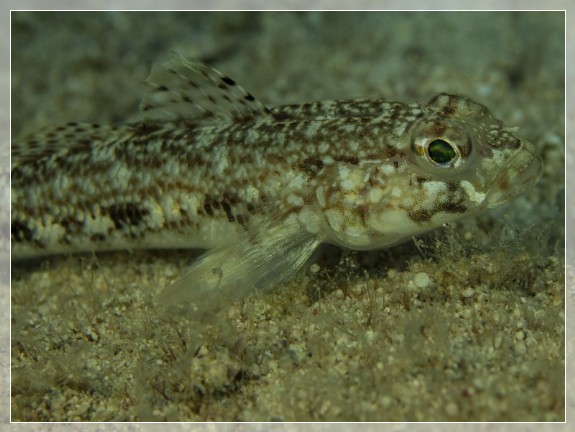 Schlank-Grundel (Gobius genioporus) Bildnummer 20130926_0527A1260330_2