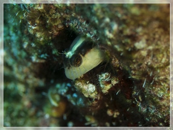 Längsstreifen Schleimfisch (Parablennius rouxi) Bildnummer 20130926_0538A1260341_2  