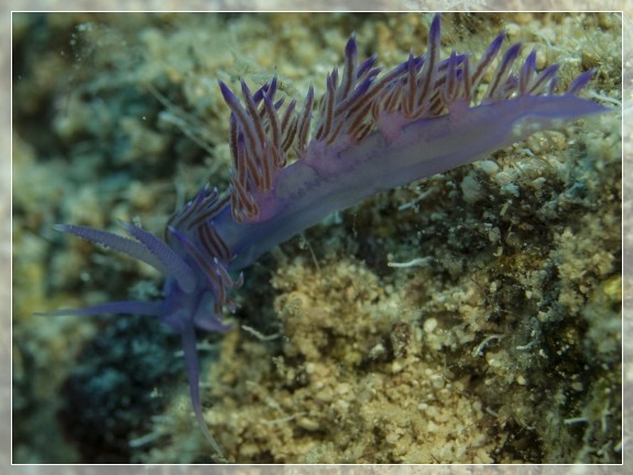 Violette Flabellina (Flabellina affinis) Bildnummer 20130926_0540A1260345_2