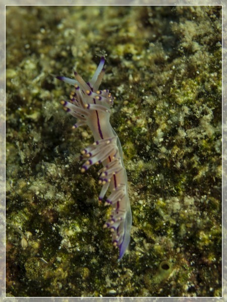 Fadenschnecke (Flabellina rubrolineata) Bildnummer 20130926_0563A1260379_1