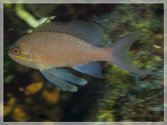 Roter Fahnenbarsch (Anthias anthias) ♂ Bildnummer 20130927_0578A1270406_2