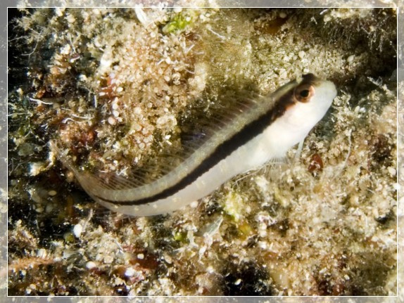 Längsstreifen Schleimfisch (Parablennius rouxi) Bildnummer 20090913_0580A1139675