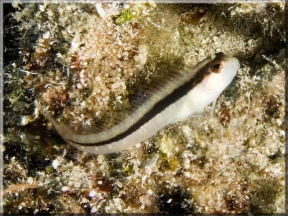 Längsstreifen Schleimfisch (Parablennius rouxi); Brennweite 50 mm; Blende 9,0; Belichtungszeit 1/100; ISO 100; Bildnummer 20090913_580A113967