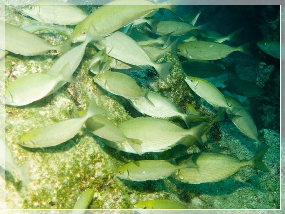  Rotmeer Kaninchenfisch (Siganus rivulatus) Bildnummer 20090913_0586A1139682