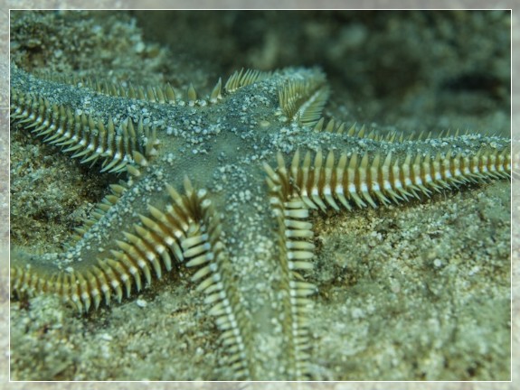 Kammseestern (Astropecten platyacanthus) Bildnummer 20130927_0593A1270435_1