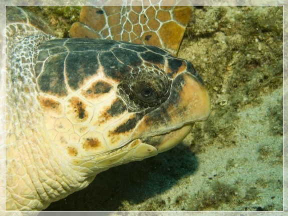 Unechte Karettschildkröte  (Caretta caretta) Bildnummer 20090913_0600A1139698