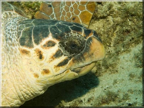 Karettschildkröte (Caretta caretta); Brennweite 50 mm; Blende 9,0; Belichtungszeit 1/100; ISO 100; Bildnummer 20090600A1139698