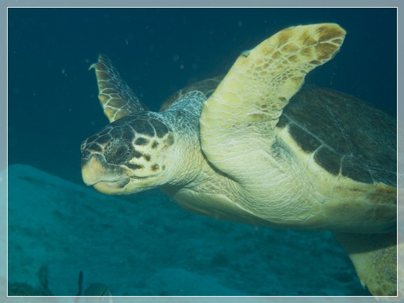 Unechte Karettschildkröte  (Caretta caretta) Bildnummer 20090913_0605A1139708