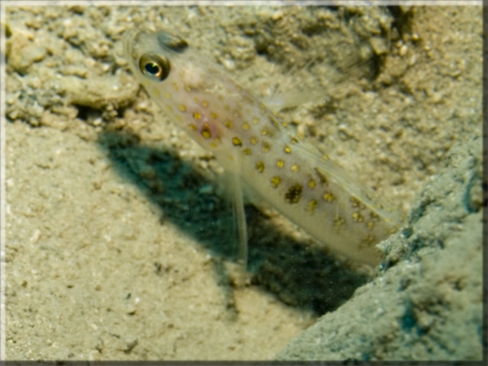 Wächtergrundel (Amblyeleortris guttata); Brennweite 50 mm; Blende 9,0; Belichtungszeit 1/100; ISO 100; Bildnummer 20090686A1149823