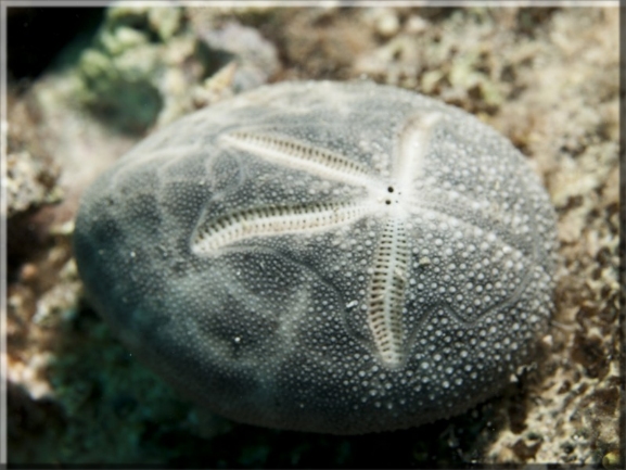 Violetter Seeigel (Sphaerechinus granularis); Brennweite 50 mm; Blende 8,0; Belichtungszeit 1/100; ISO 100; Bildnummer 20100915_0702_A1153573