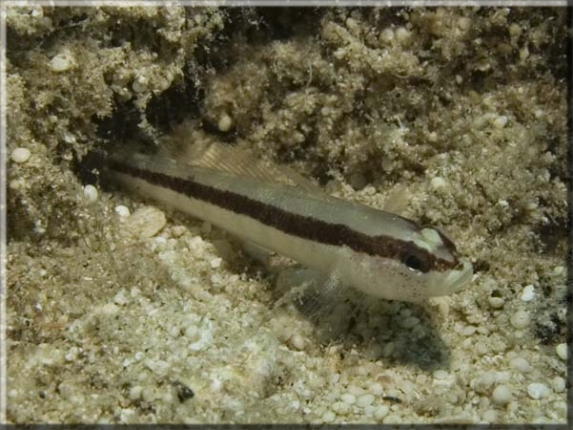 Längsstreifen Schleimfisch (Parablennius rouxi); Brennweite 50 mm; Blende 9,0; Belichtungszeit 1/100; ISO 100; Bildnummer 20090915_727A1159918