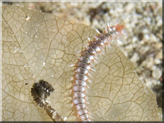 Feuerwurm (Hermodice carunculata); Brennweite 50 mm; Blende 9,0; Belichtungszeit 1/100; ISO 100; Bildnummer 20090760A1159962