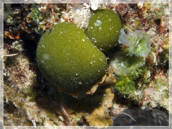 Krustenförmige Grünalge (Codium corallioides) Bildnummer 20090915_0763A1159967