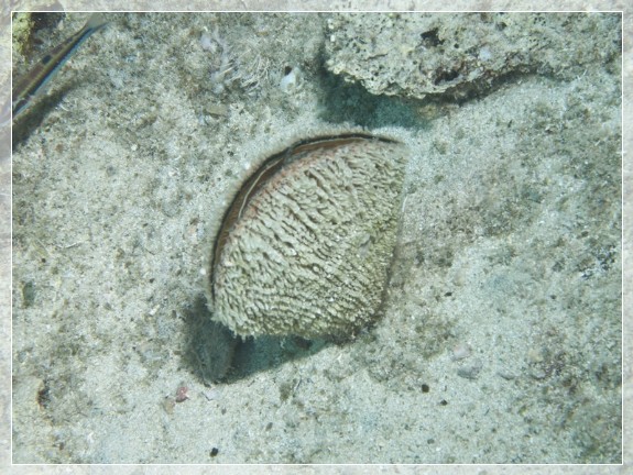 Große Steckmuschel (Pinna nobilis) Bildnummer 20100917_0779A1173679