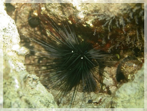 Gemeiner Diademseeigel (Diadema setosum) Bildnummer 20090917_0793A1170016
