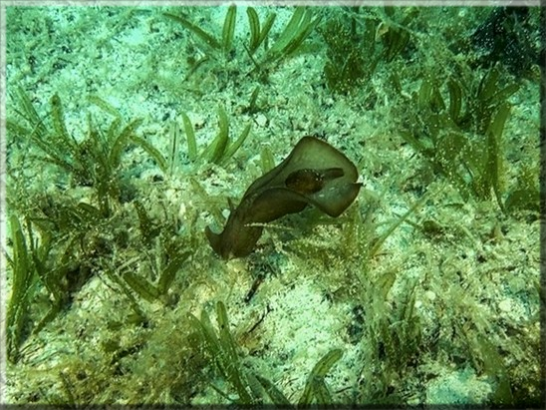 Brauner Seehase (Aplysia fasciata) Bildnummer: 08_2017