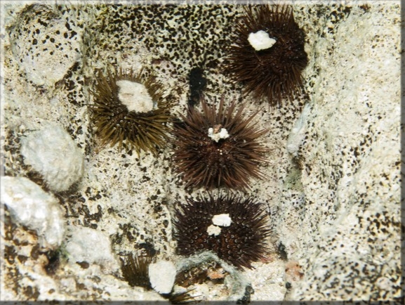 Steinseeigel (Paracentrotus lividus); Brennweite 50 mm; Blende 10,0; Belichtungszeit 1/100; ISO 100; Bildnummer 20100918_0834A1183733 Steinseeigel (Paracentrotus lividus); Brennweite 50 mm; Blende 10,0; Belichtungszeit 1/100; ISO 100; Bildnummer 20100918_0834A1183733