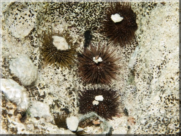 Steinseeigel (Paracentrotus lividus); Brennweite 50 mm; Blende 10,0; Belichtungszeit 1/100; ISO 100; Bildnummer 20100918_0834A1183733