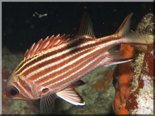 Roter Eichhörnchenfisch (Sargocentron rubrum); Brennweite 50 mm; Blende 8,0; Belichtungszeit 1/100; ISO 100; Bildnummer 20090867A1170152