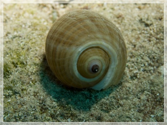 Große Tonnenschnecke (Tonna Galea) Bildnummer 20090917_0875A1170168