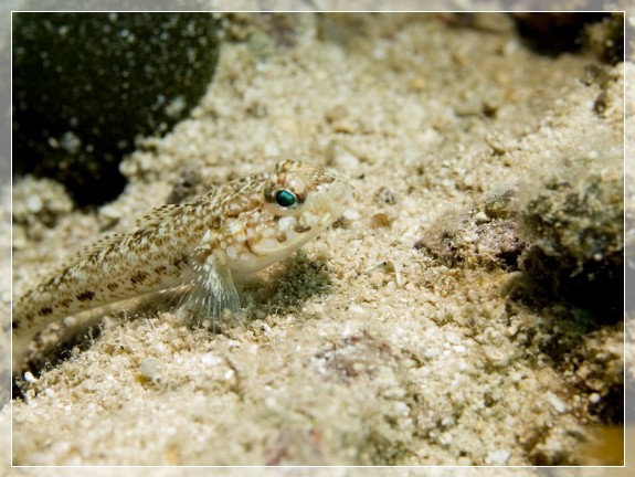 Schlank-Grundel (Gobius genioporus) Bildnummer 20090917_0881A1170178