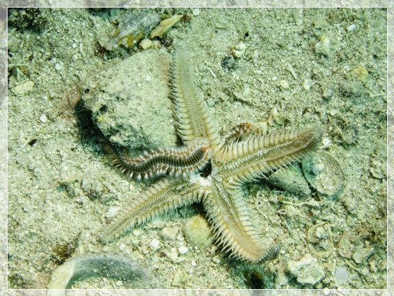 Kammseestern (Astropecten platyacanthus) Bildnummer 20090917_0891A1170192