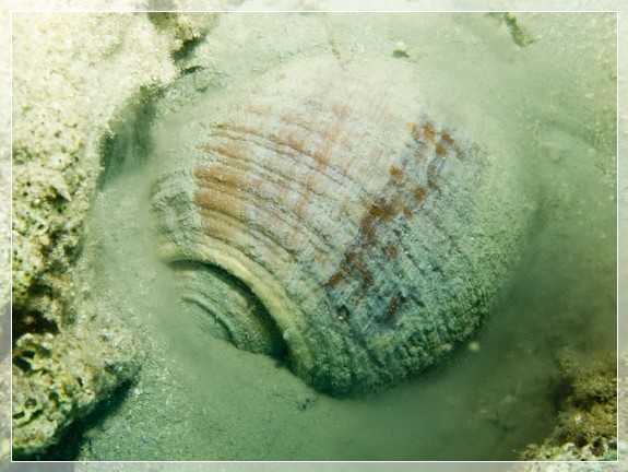 Große Tonnenschnecke (Tonna Galea) Bildnummer 20090917_0891A1170194