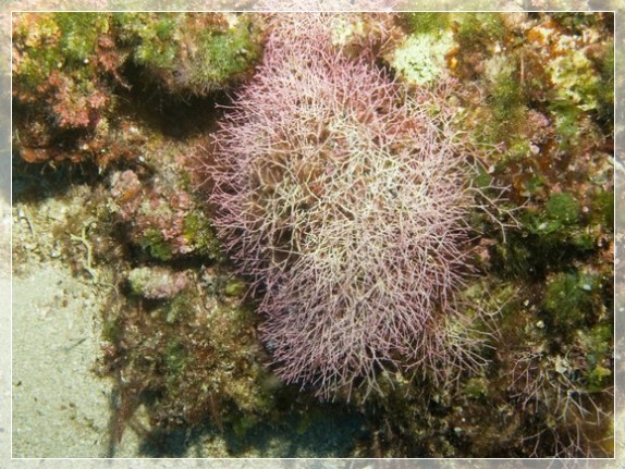 Feines Korallenmoos (Jania rubens) Bildnummer 20090918_0894A1180199