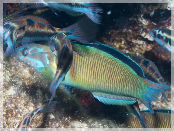 Meerpfau (Thalassoma pavo) Bildnummer 20100919_0902A1193838