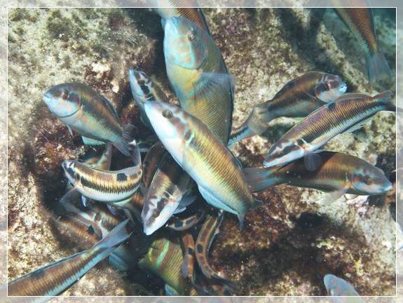 Meerpfau (Thalassoma pavo)  Bildnummer 20100919_0903A1193841