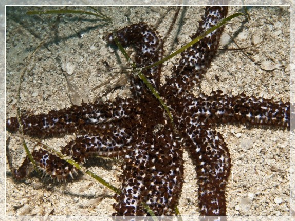 Dornenseestern (Coscinasterias tenuispina) Bildnummer 20110924_0921A1247126