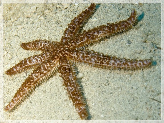 Dornenseestern (Coscinasterias tenuispina); Brennweite 50,0 mm; Blende 8,0; Belichtungszeit 1/100; ISO 100; Bildnummer 20090922A1190240 Dornenseestern (Coscinasterias tenuispina); Brennweite 50,0 mm; Blende 8,0; Belichtungszeit 1/100; ISO 100; Bildnummer 20090922A1190240