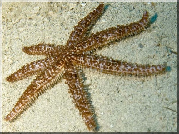 Dornenseestern (Coscinasterias tenuispina); Brennweite 50,0 mm; Blende 8,0; Belichtungszeit 1/100; ISO 100; Bildnummer 20090922A1190240