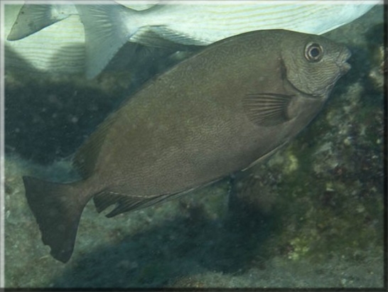 Dunkler Kaninchenfisch (Siganus Luridus); Brennweite 50 mm; Blende 10,0; Belichtungszeit 1/100; ISO 100; Bildnummer 20100919_935A1193895_1