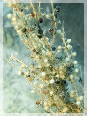 Beerentang (Sargassum linifolium) Bildnummer 20090919_0941A1190271