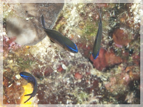 Mönchsfisch (Chromis chromis) Bildnummer 20100919_0945A1193910_1